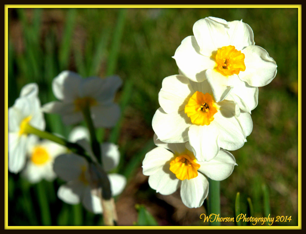 Daffodils.jpg