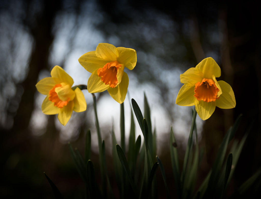 Daffs.jpg