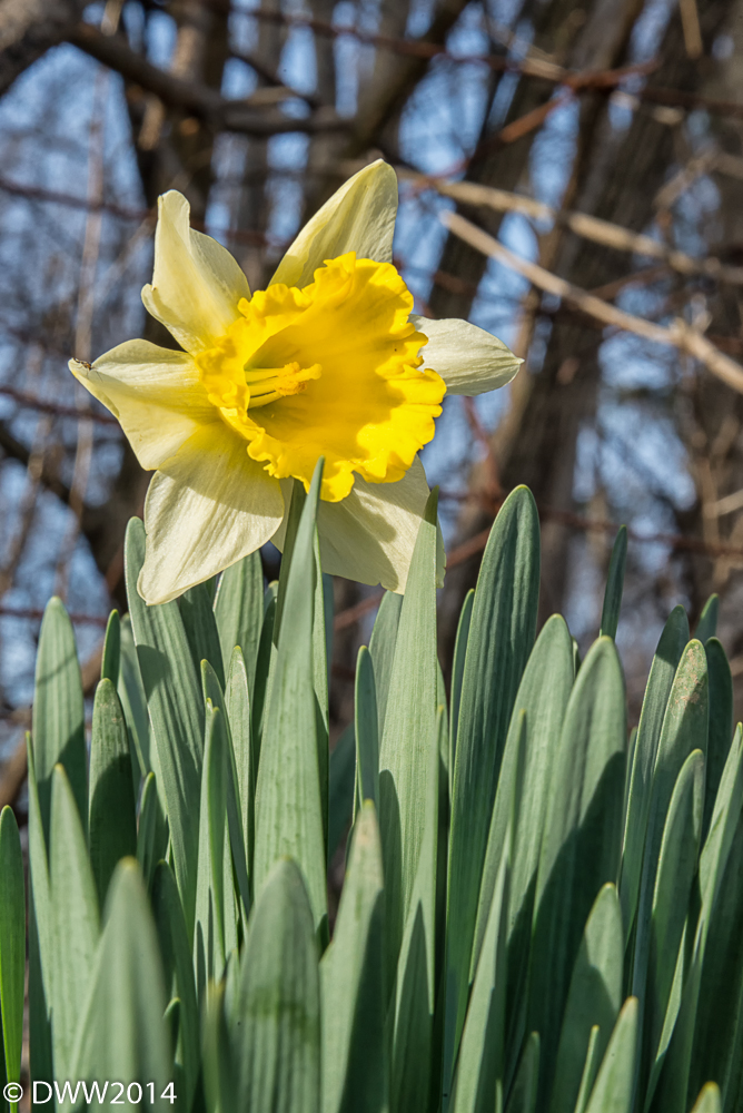Daffy (1 of 1).jpg