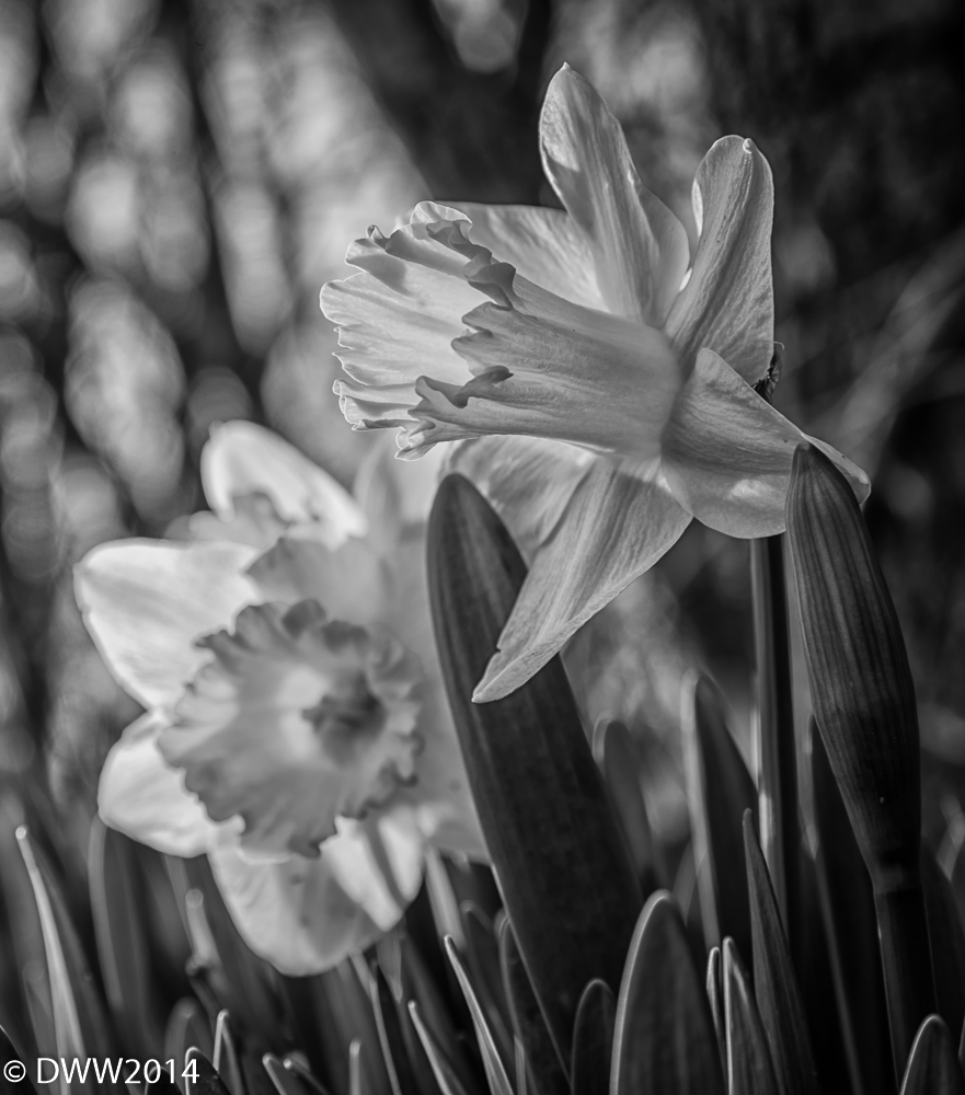 Daffy B&W 2 (1 of 1).jpg