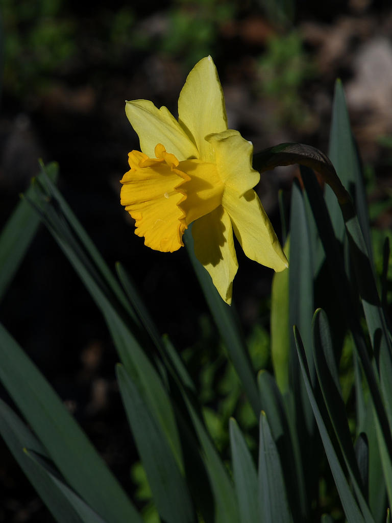 Daffy.jpg