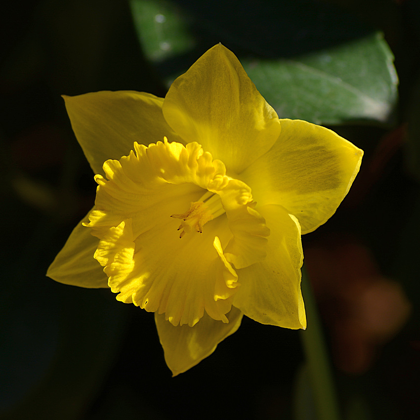 Daffy.jpg
