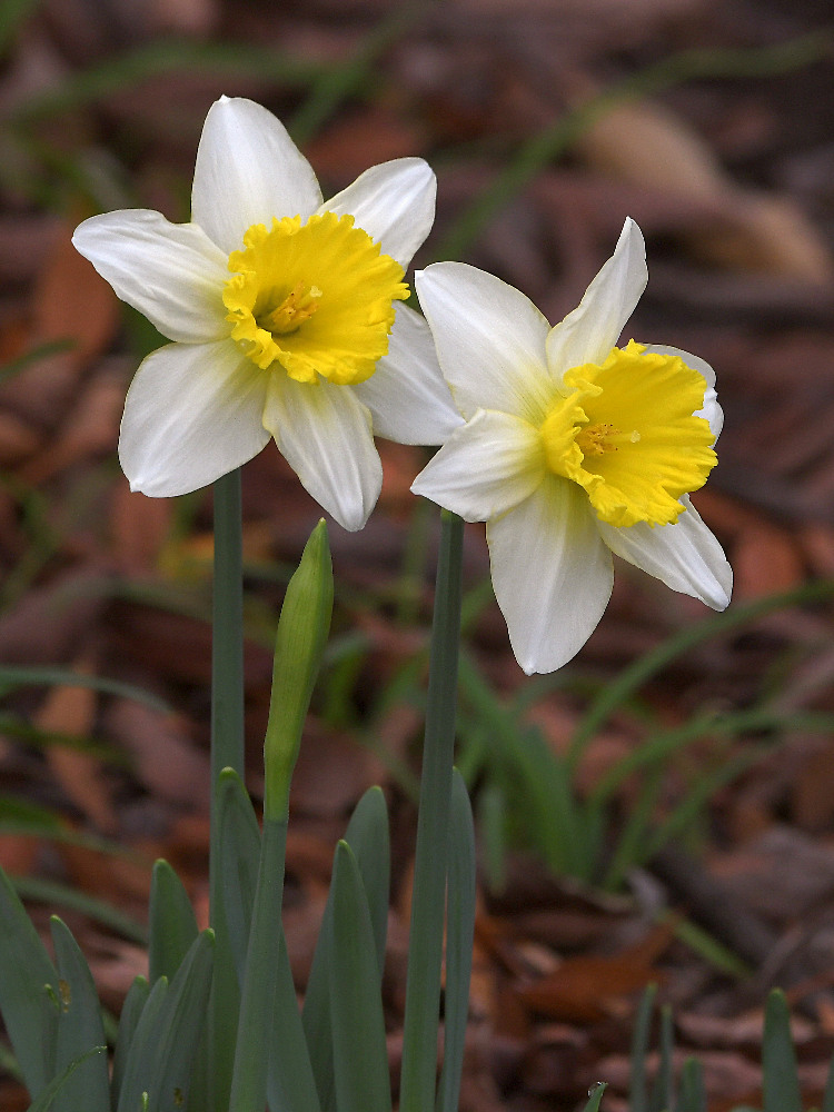 Daffy2.jpg