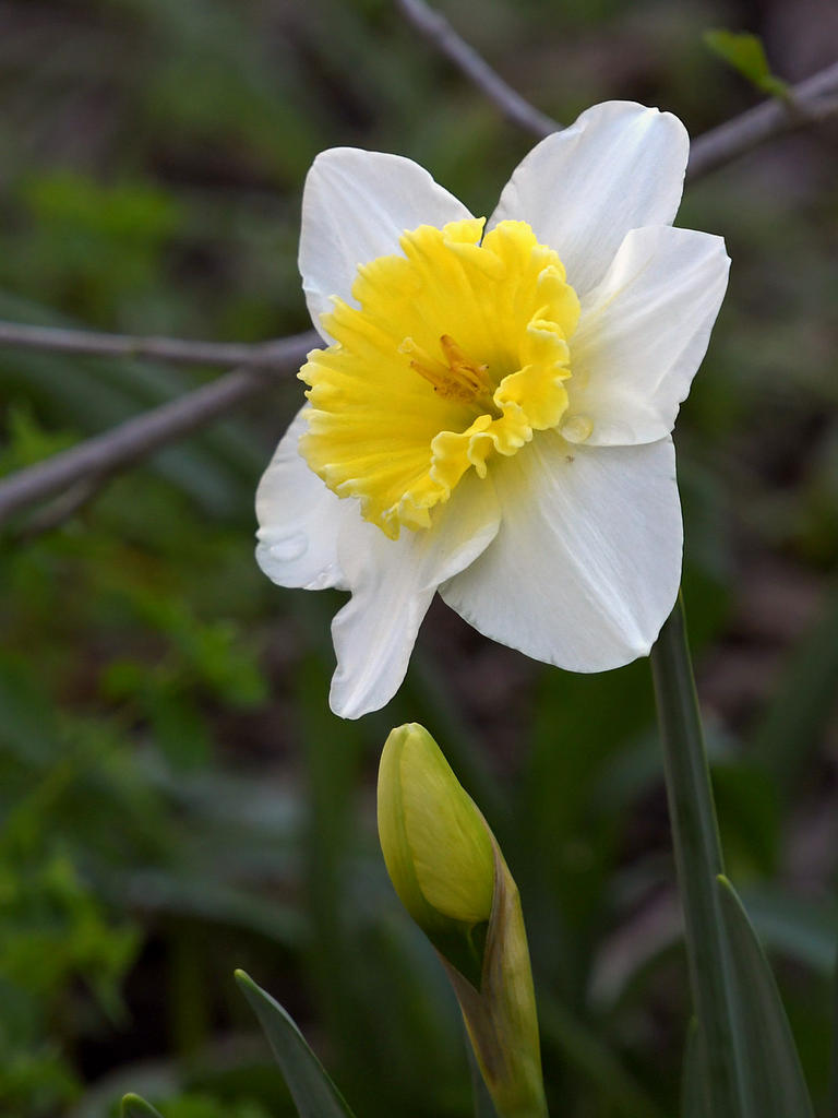 Daffy3.jpg