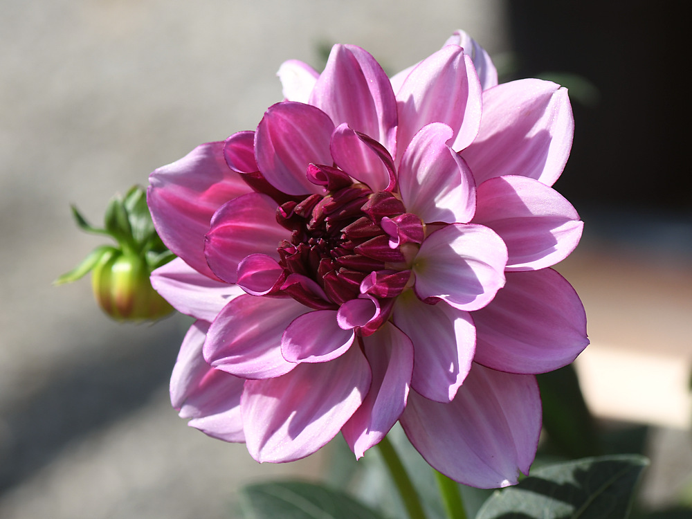Dahlia.jpg