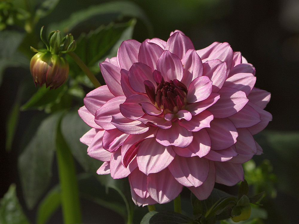 Dahlia.jpg