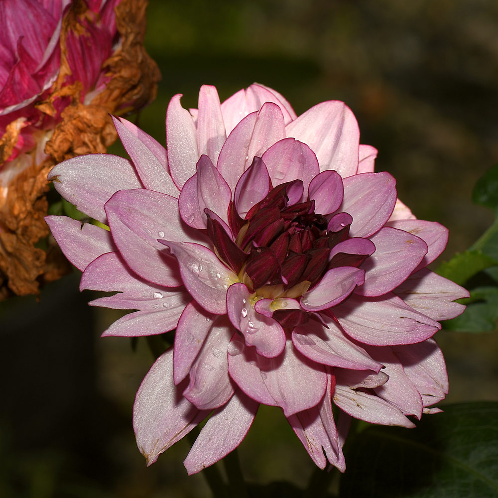 Dahlia.jpg