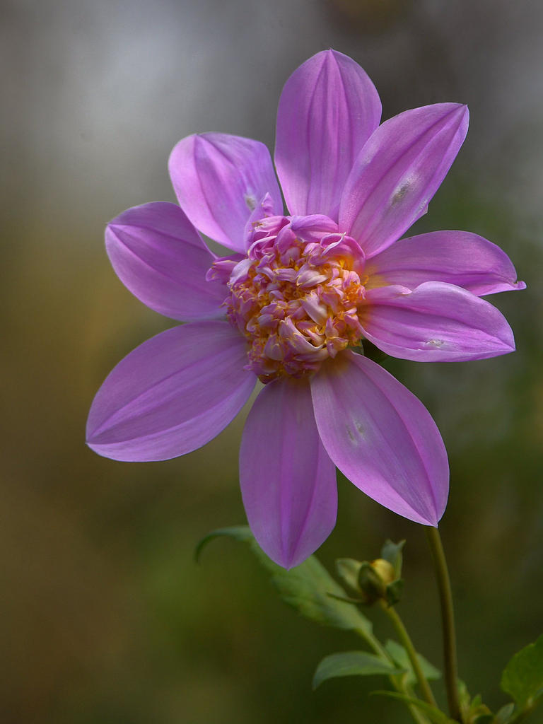 Dahlia3.jpg