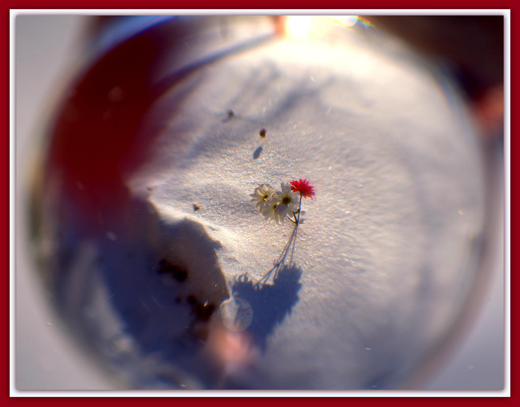 Daisies in the Snow.jpg