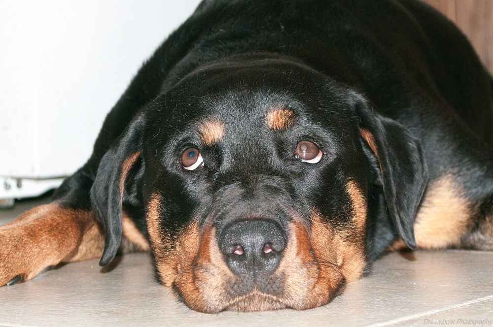 Daisy-2.jpg