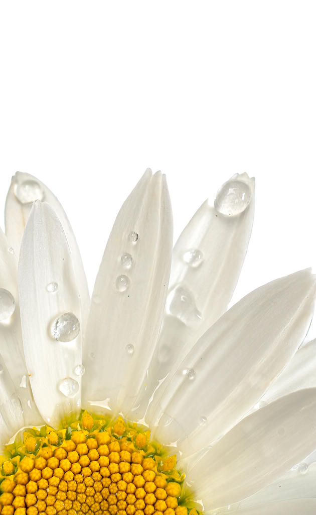 Daisy Detail (1 of 1).jpg