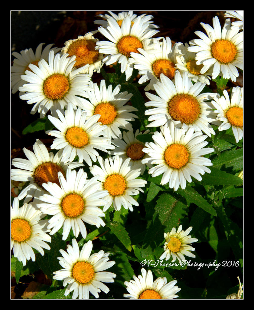 Daisy Garden #2  6-23-2016.jpg