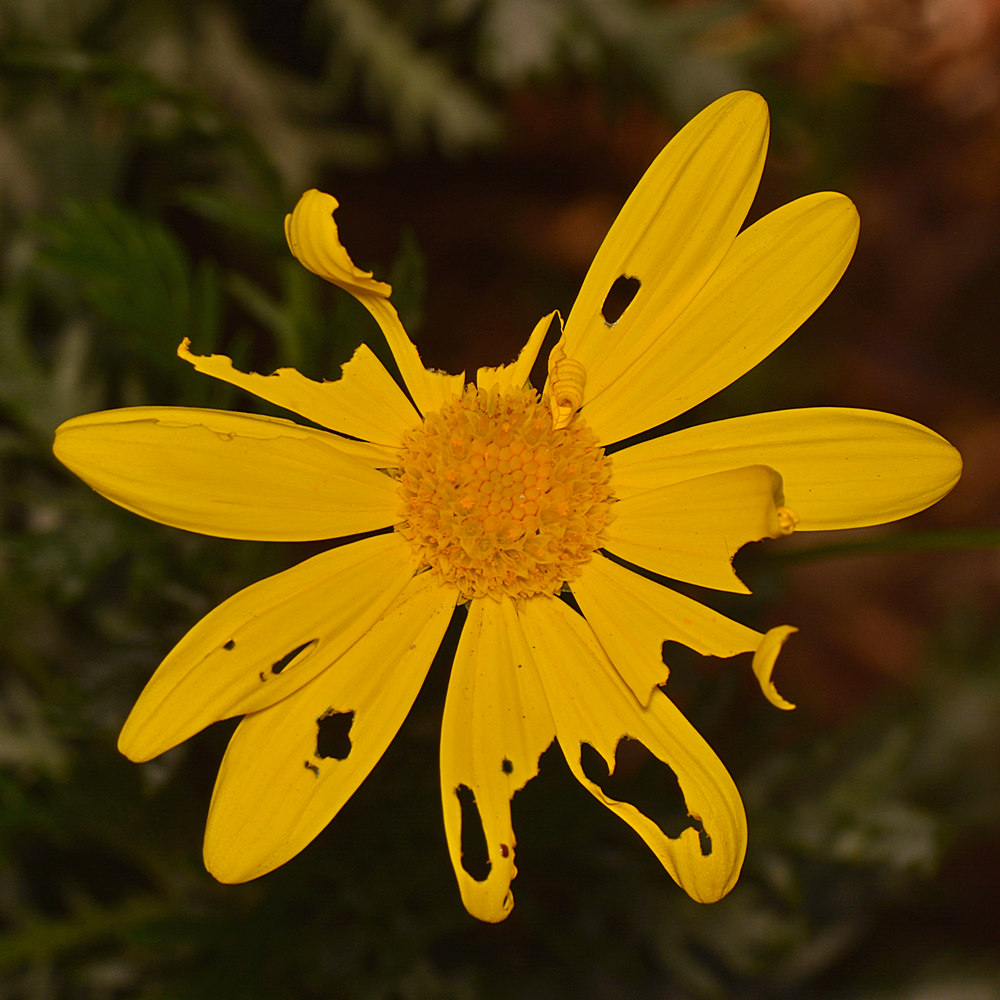 Daisy.jpg