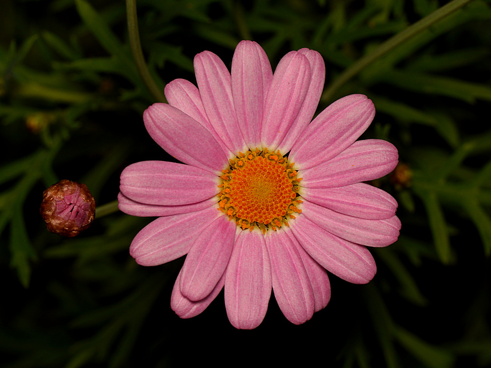 Daisy.jpg