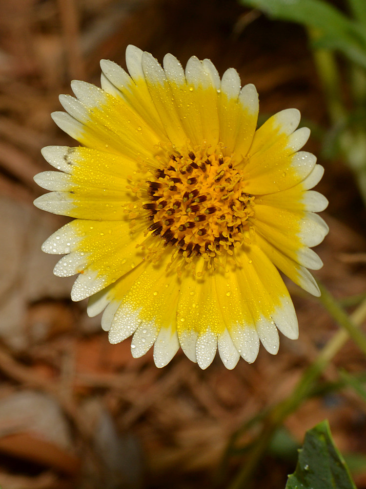 Daisy.jpg