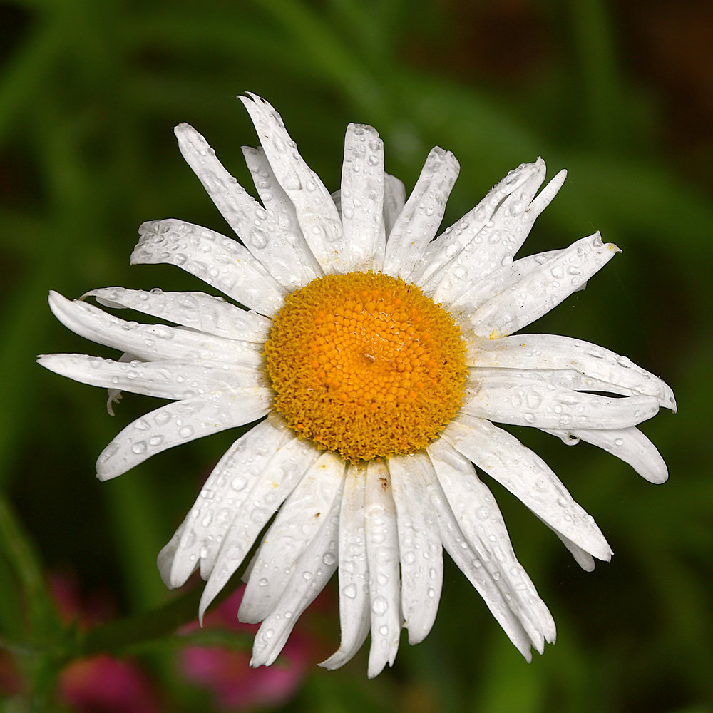 Daisy.jpg