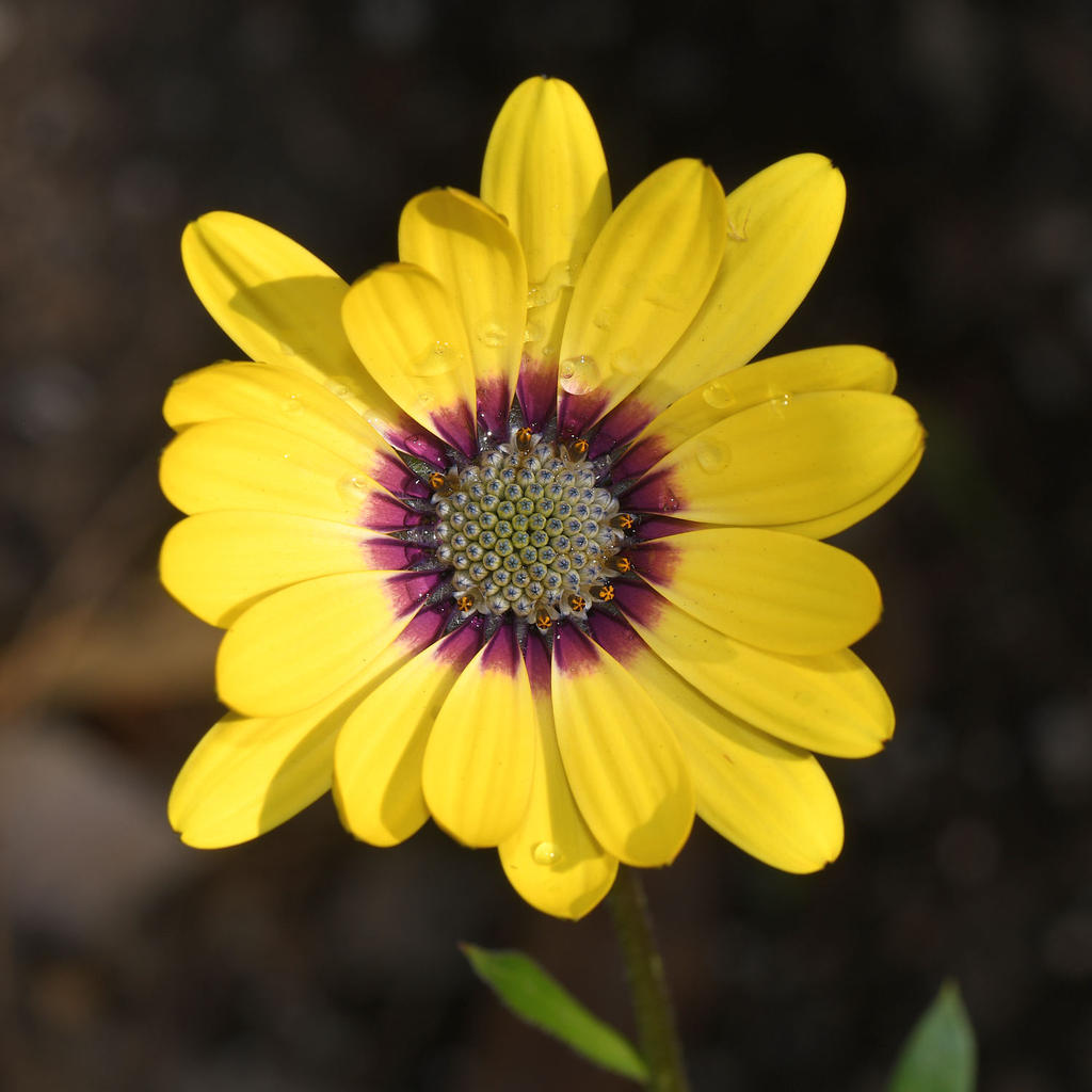 Daisy.jpg