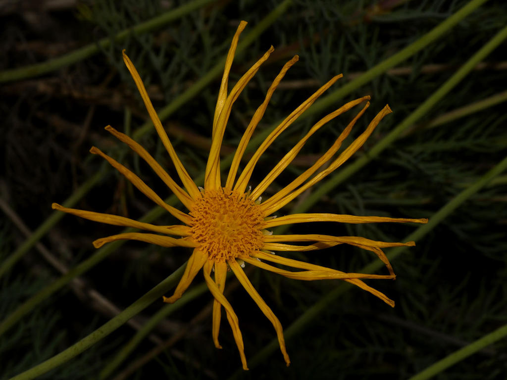 Daisy.jpg