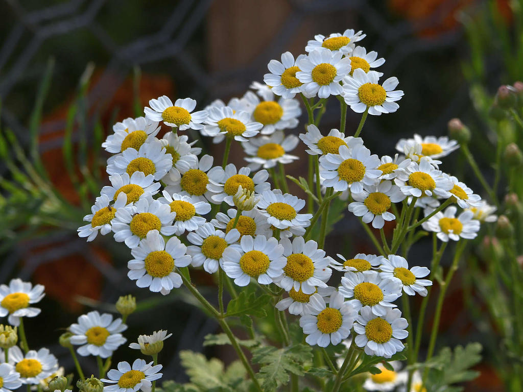 Daisy.jpg