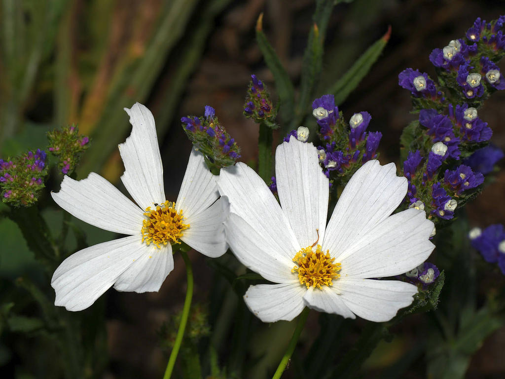 Daisy.jpg