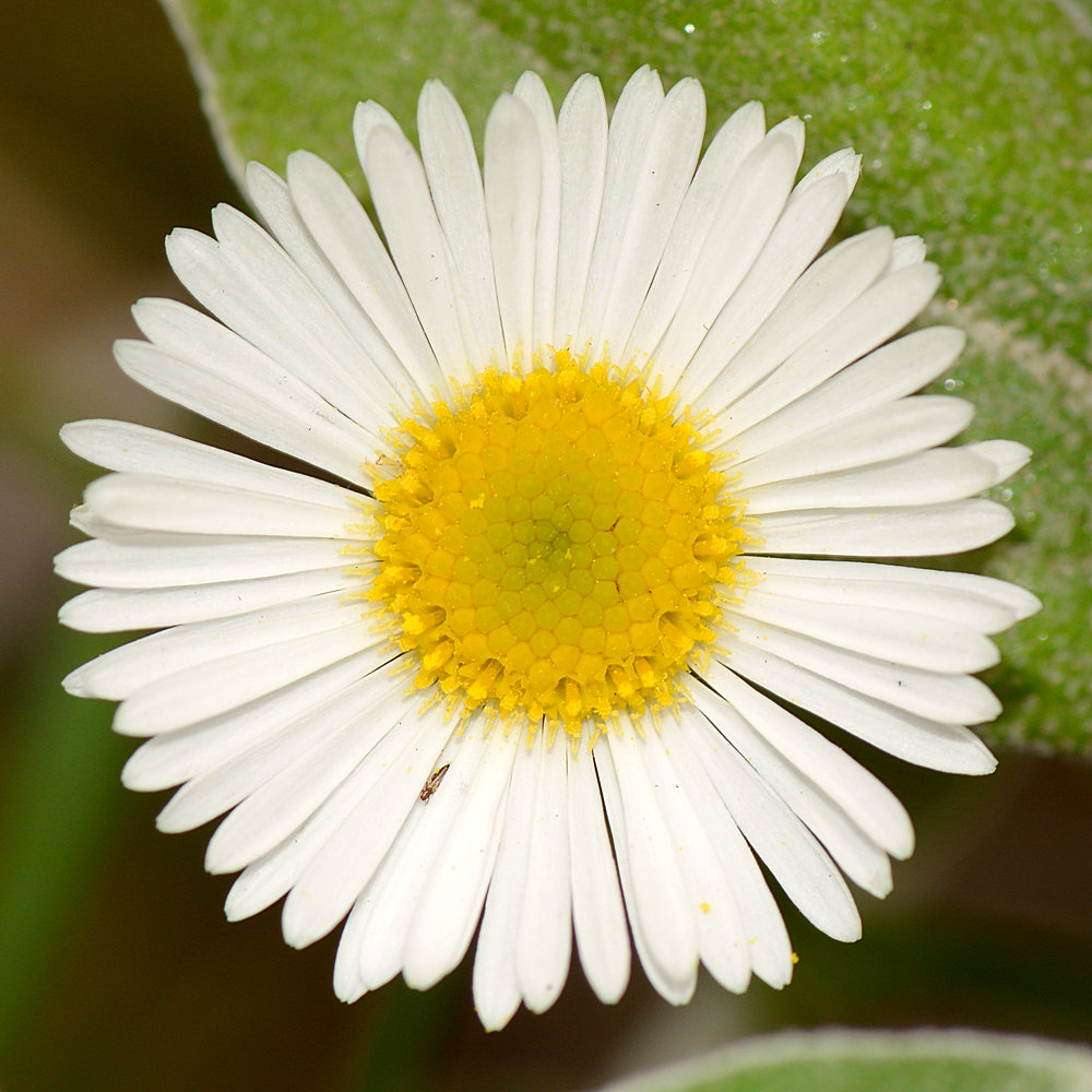 Daisy.jpg