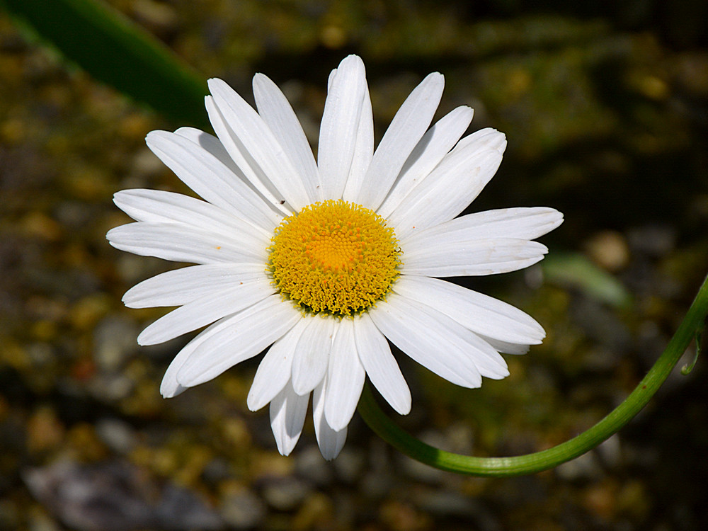 Daisy.jpg