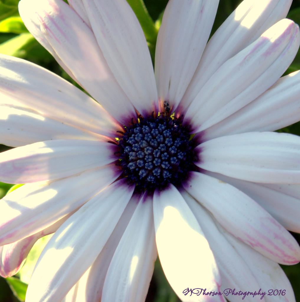 Daisy with a Purple Middle  7-7-2016.jpg