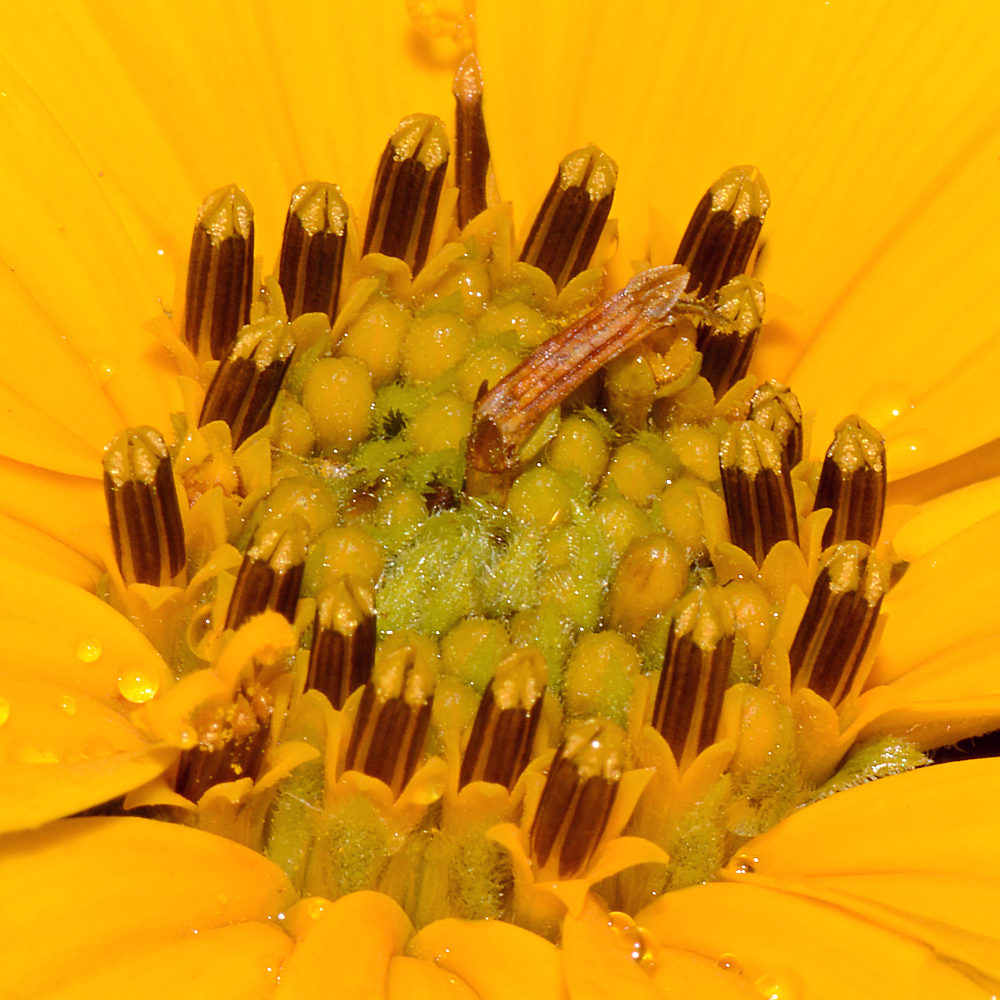 Daisy2.jpg