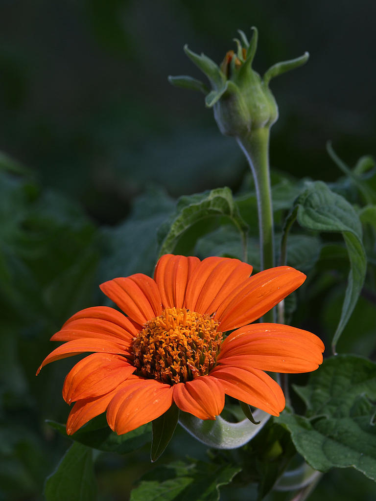 Daisy2.jpg