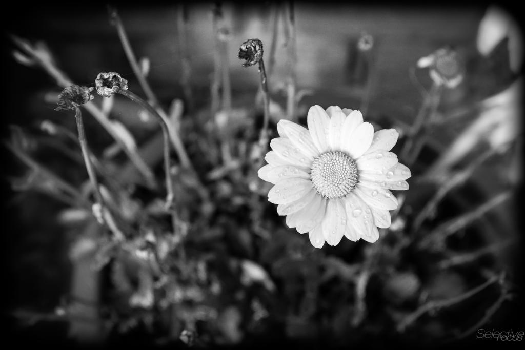 DaisyDear.jpg