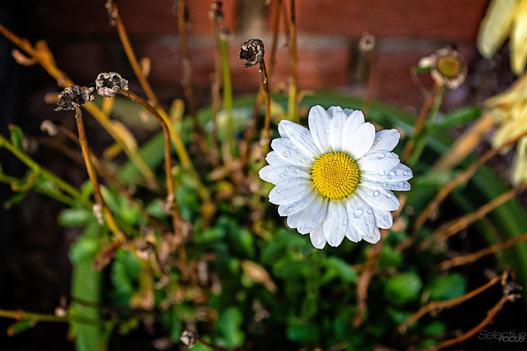 DaisyDear1.jpg