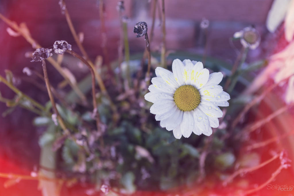DaisyDear2.jpg