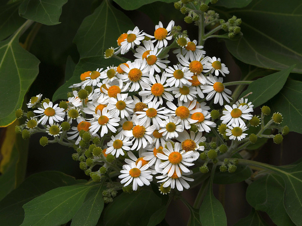 DaisyFlower.jpg