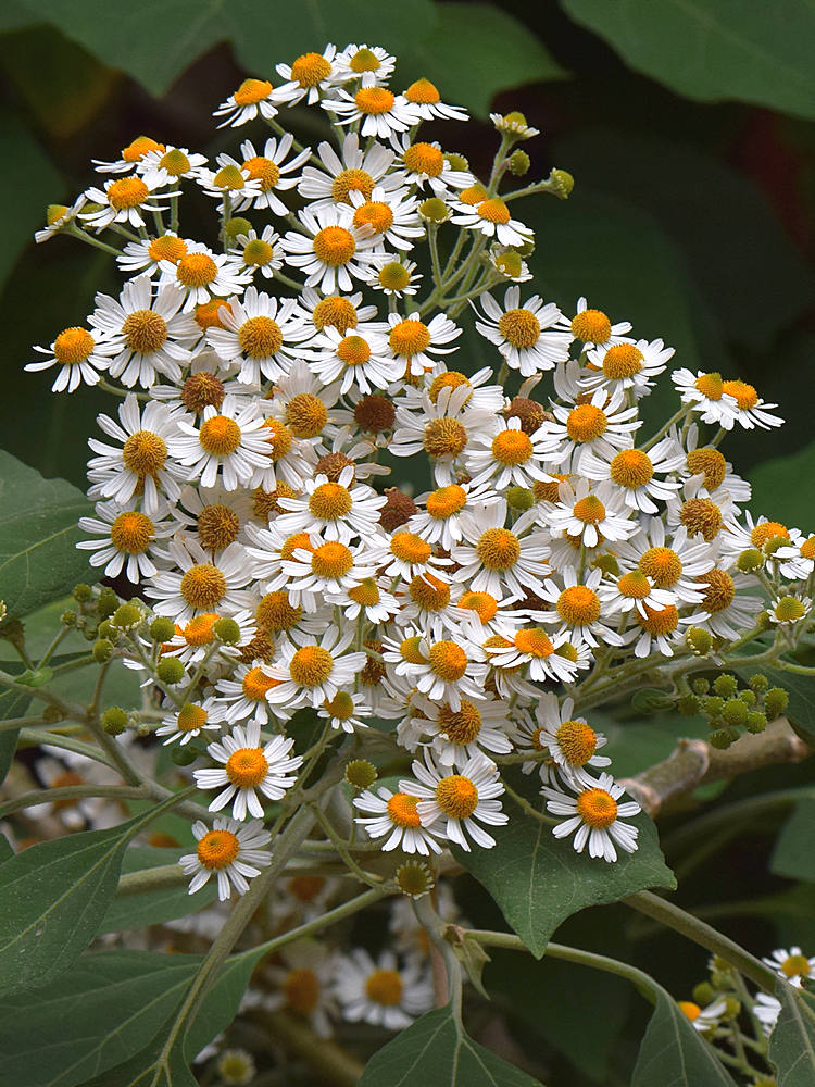 Daisys.jpg