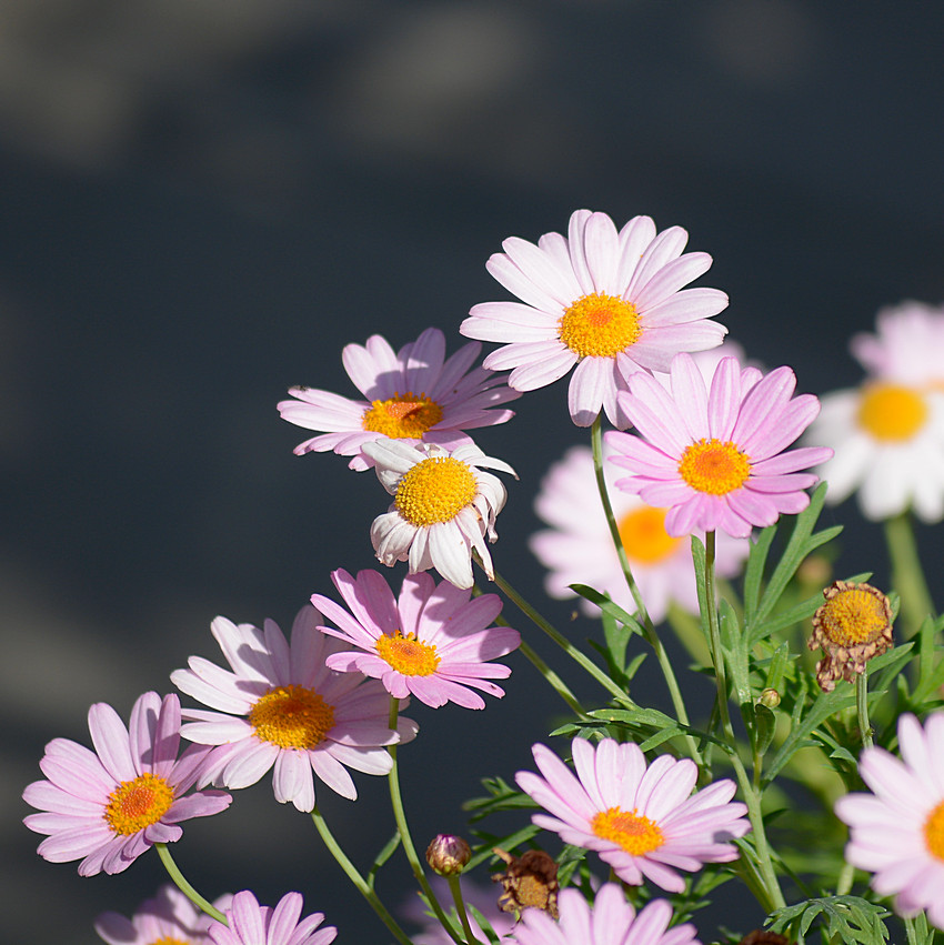 Daisys.jpg