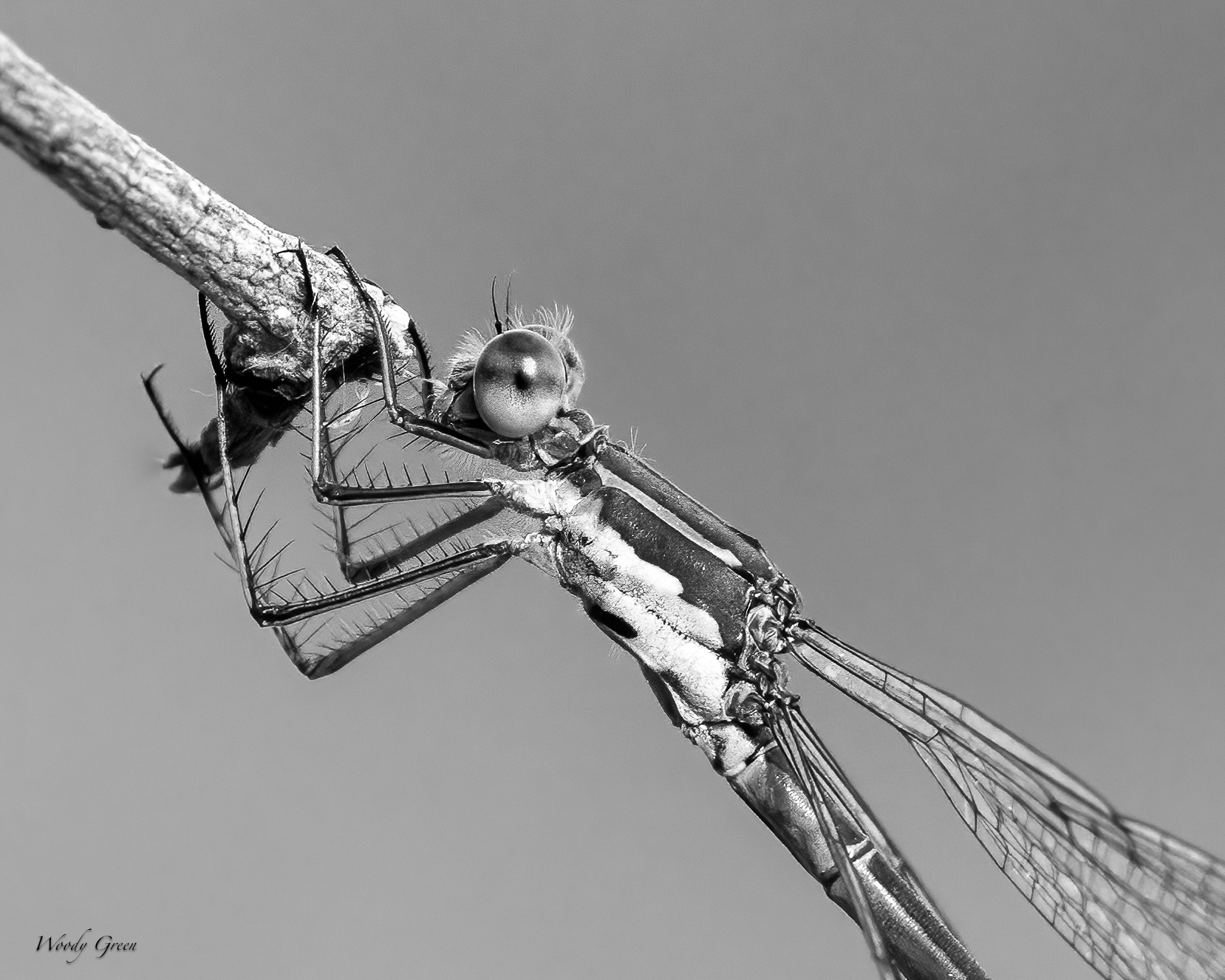 DamselBW-15.jpg