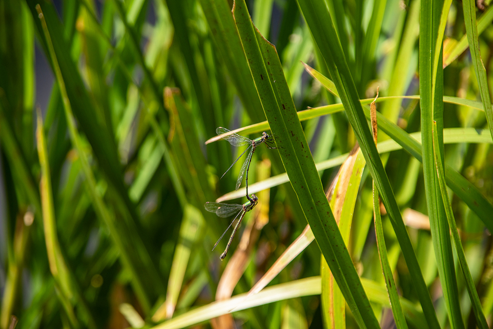 Damselflies Mating-3.jpg