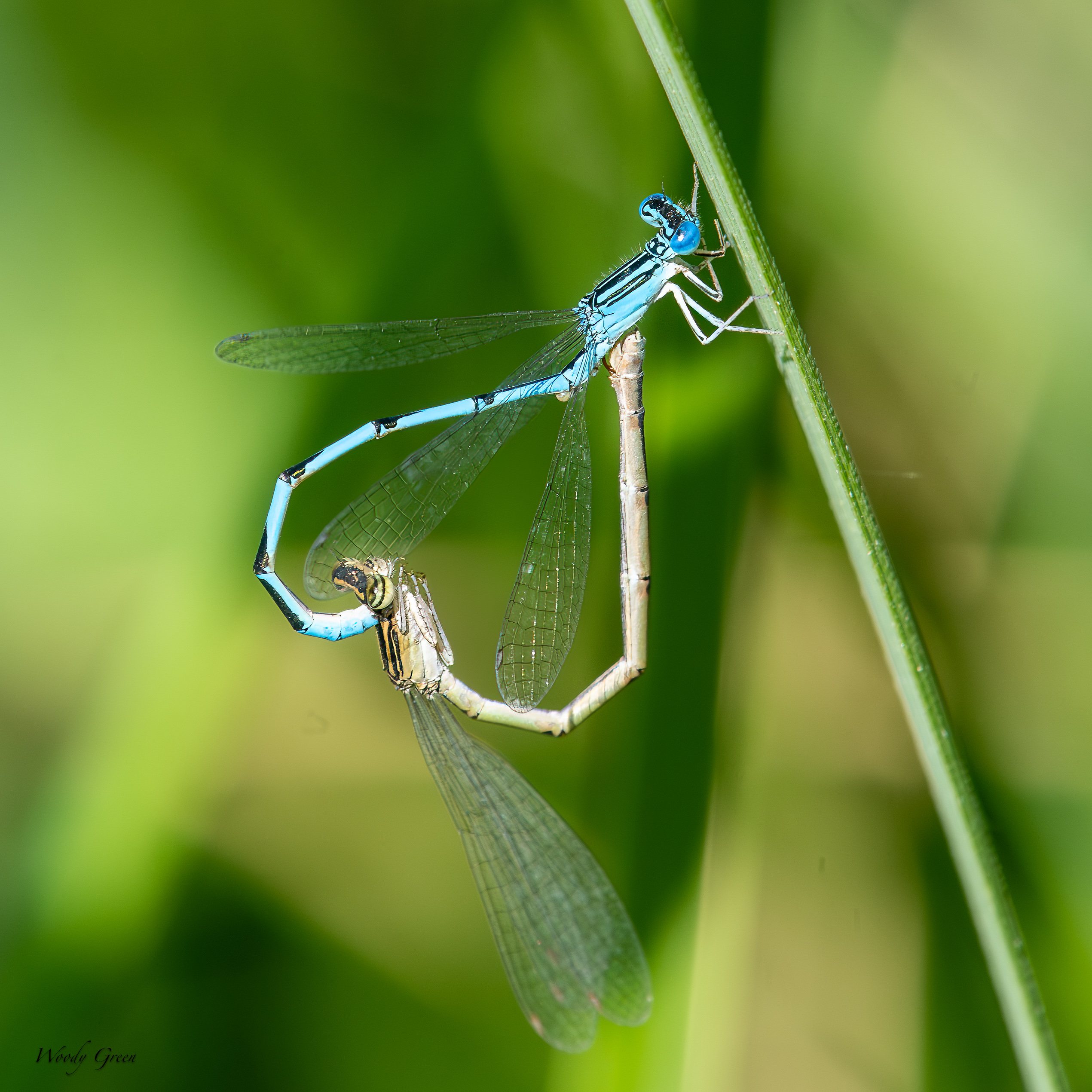 DamselfliesMating-57.jpg