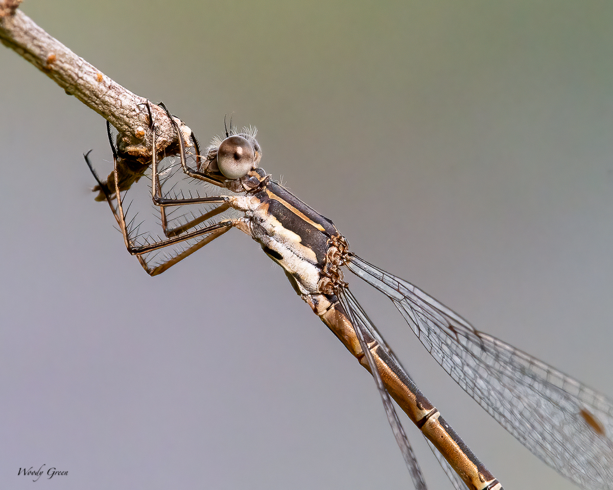 Damselfly-15.jpg