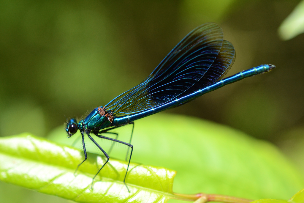 Damselfly 2.jpg