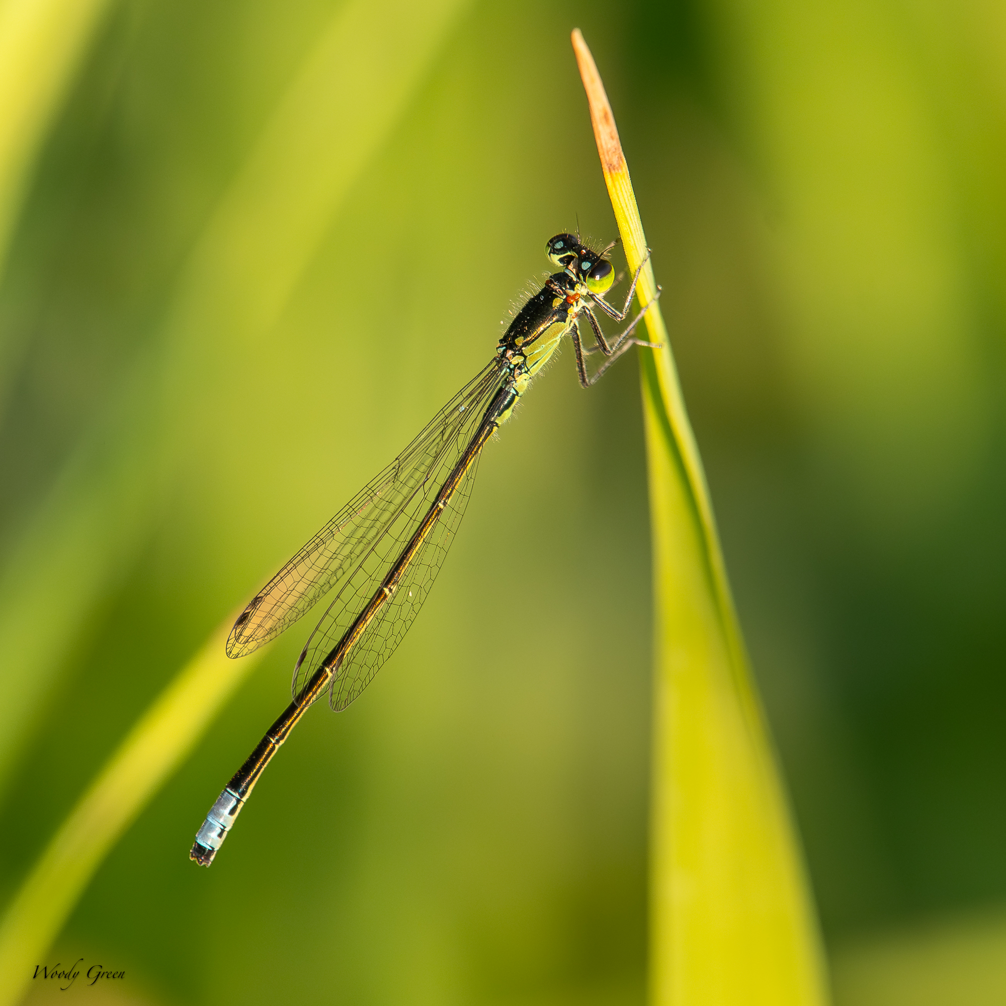 Damselfly-233.jpg