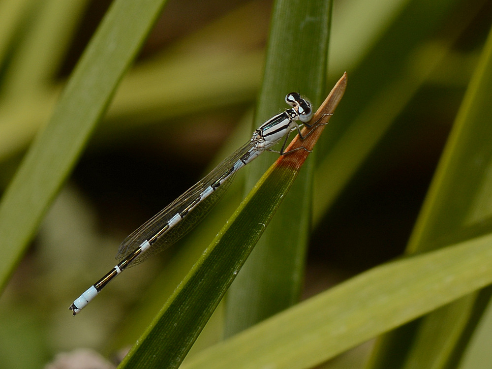 Damselfly.jpg