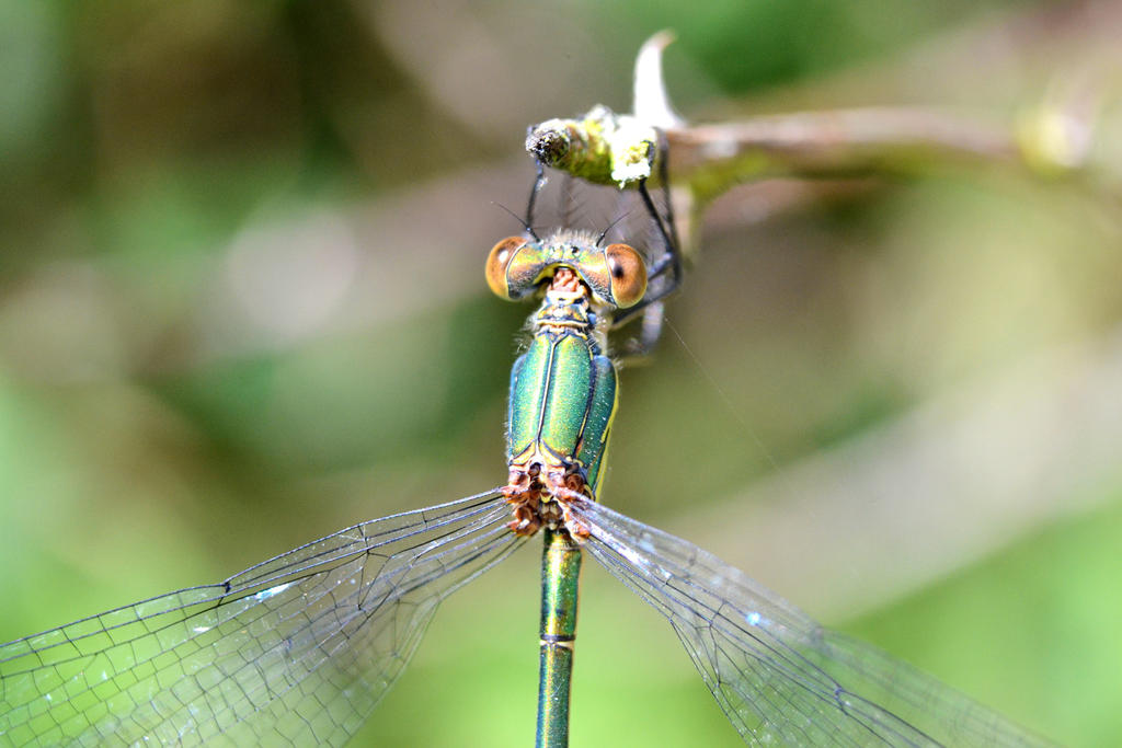Damselfly.jpg