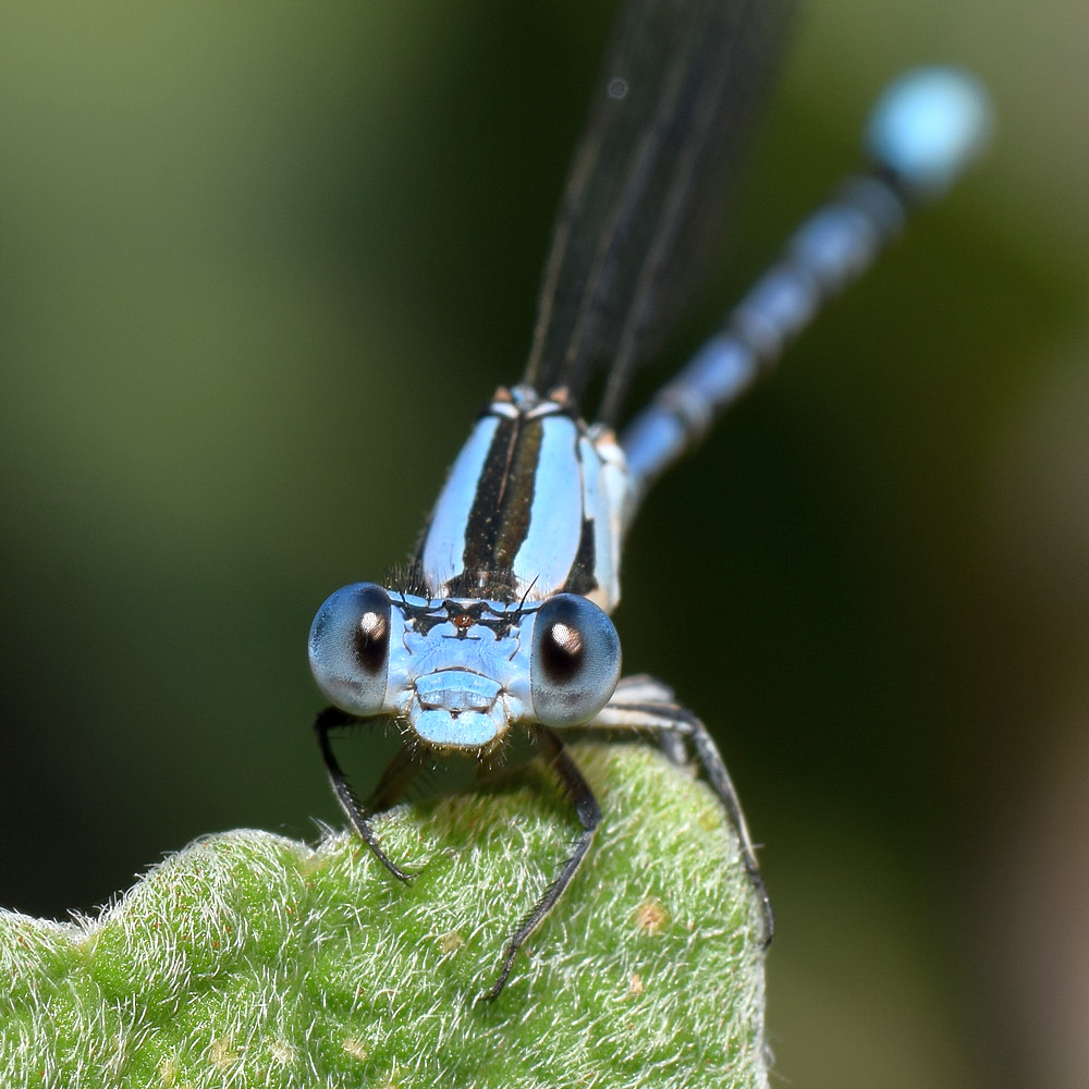 DamselFly.jpg