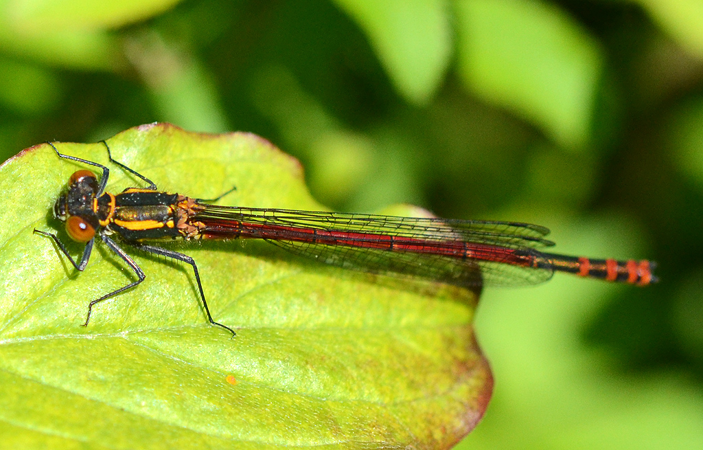 Damselfly.jpg