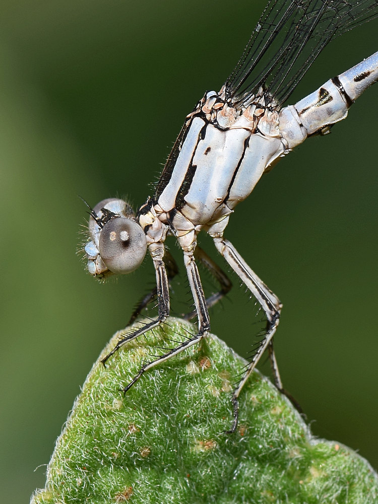 DamselFly2.jpg