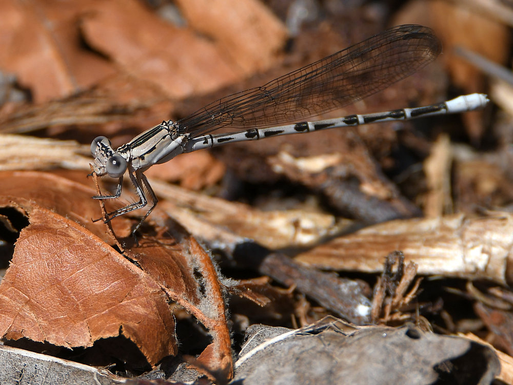DamselFly2.jpg