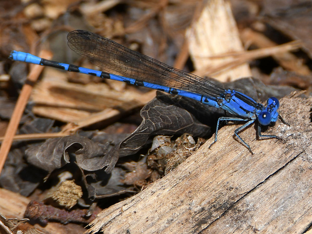 DamselFly3.jpg