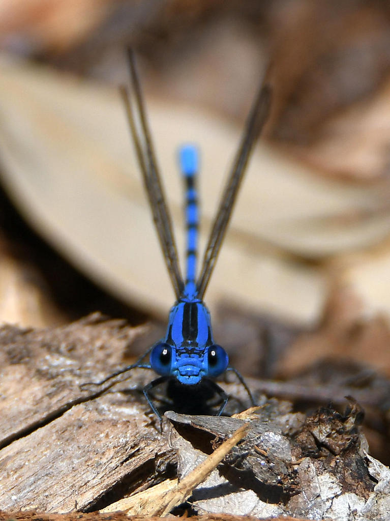 DamselFly5.jpg