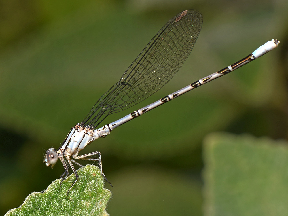 DamselFly6.jpg